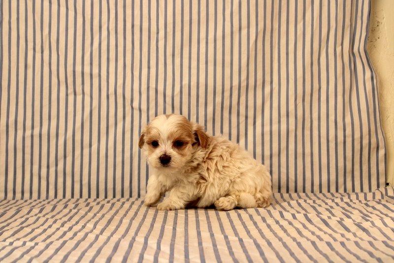 puppy, for, sale, Maltipoo, Matthew B. Stoltzfus, dog, breeder, Gap, PA, dog-breeder, puppy-for-sale, forsale, nearby, find, puppyfind, locator, puppylocator, aca
